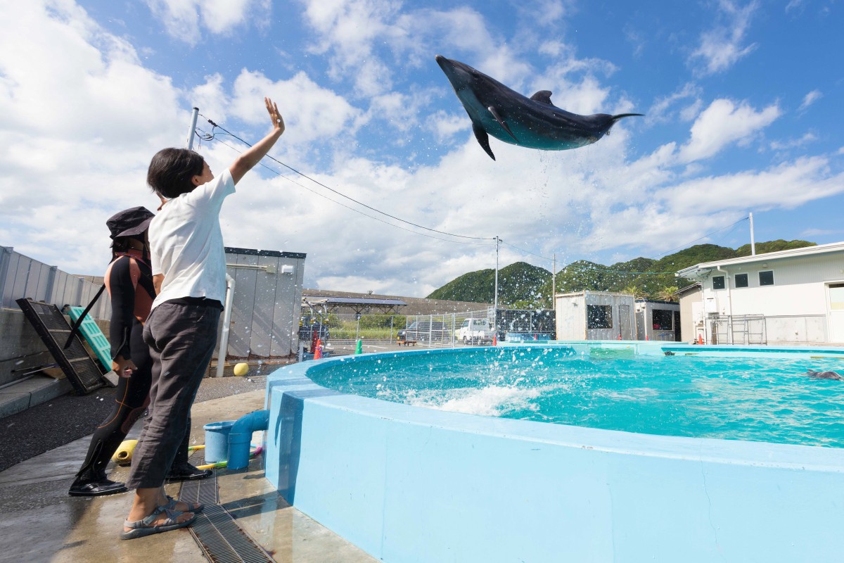 Muroto Dolphin Center Feeding and Trainer Experience!